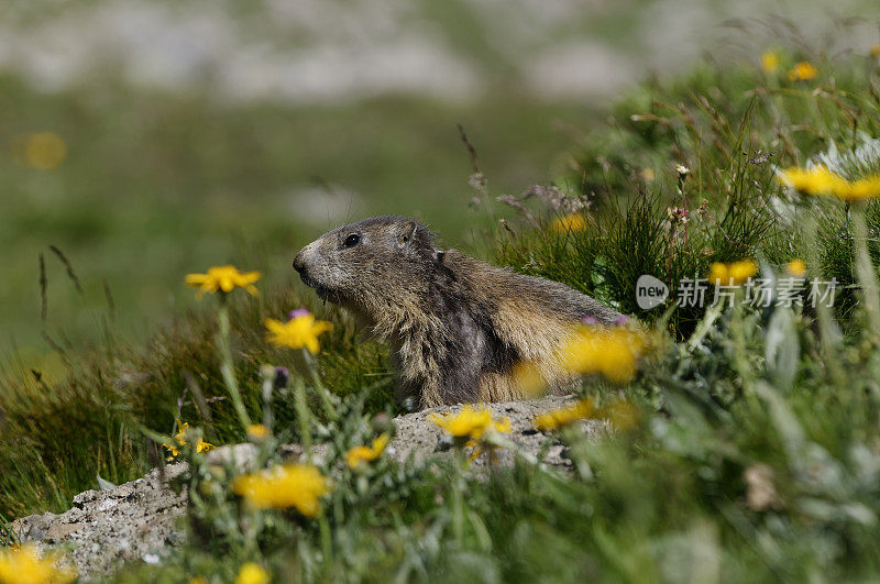 高山土拨鼠 (Marmota marmota)